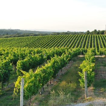 Portugal Wines Go Global